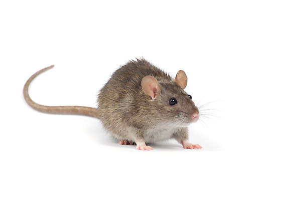 포토 JPG 해외이미지 동물 포유류 수염 털 사람없음 반려동물 회색 흰색 해충 쥐 설치류 수줍음 코 꼬리 귀 솜털 고립 해외202004 해외포토 감정 컬러 신체부위 벌레 파일형식 이미지허브