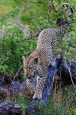 포토 JPG 해외이미지 나무 동물 응시 공원 얼굴 야생동물 스포츠 여행 포유류 아프리카 자연 수염 국립공원 사람없음 여행객 환경 고양이 나뭇가지 관찰 점 기다림 큼 검색 육식동물 표범 랜드마크 사바나 탄자니아 평야 해외202004 해외포토 멸종위기종 식물 시선 공공시설 나라 모션 사람 신체부위 반려동물 크기 생태계 파일형식 이미지허브