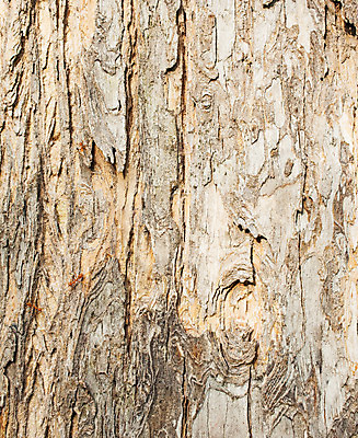 포토 JPG 해외이미지 디자인 외관 벽 백그라운드 패턴 자연 벽지 탁자 표면 추상 바닥 건조 사람없음 목재 장식 갈색 어둠 버섯 소나무 판넬 거친 널 낟알 타일 책상 질감 복고 목공예 내추럴 구식 그런지 수목 옛날 합판 파케트 해외202004 해외포토 나무 컬러 가구 무늬 재료 공예 생태계 파일형식 이미지허브