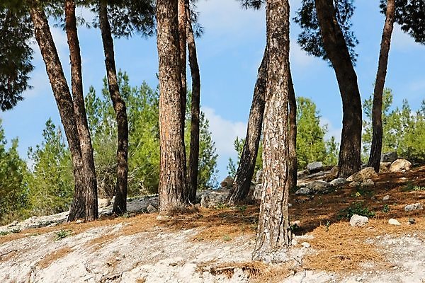 포토 JPG 해외이미지 나무 식물 줄기 오렌지 자연 하늘 아침 풍경 경사 사람없음 야외 목재 여름 파란색 갈색 봄 회색 바위 기둥 소나무 숲 언덕 나무껍질 침엽수 해외202004 해외포토 주간 계절 건축 컬러 과일 재료 껍질 돌_바위 생태계 파일형식 이미지허브