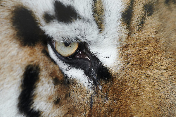 포토 JPG 해외이미지 남자 야생동물 수염 사람없음 호랑이 붓꽃 표범 시베리아 해외202004 해외포토 동물 꽃 포유류 사람 파일형식 이미지허브