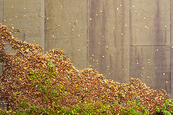 포토 JPG 해외이미지 식물 종이 단풍 잎 자연 지붕 그래프 추상 미래 건조 사람없음 초록색 갈색 환경 고통 회색 성장 덮개 가을 떨어짐 무서움 아스팔트 부활 시들음 부정적 분실 썩음 적자 처음 해외202004 해외포토 계절 감정 도로 컬러 컨셉 무늬 뚜껑 생태계 파일형식 이미지허브