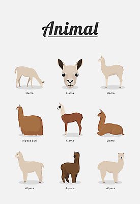 동물 여러마리 일러스트 포유류 종류 사람없음 라마 알파카 국내일러스트 AI파일 다수 파일형식 벡터
