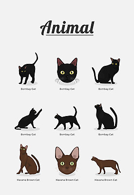 동물 여러마리 일러스트 포유류 종류 사람없음 고양이 반려 봄베이 하바나브라운 국내일러스트 AI파일 다수 반려동물 파일형식 벡터