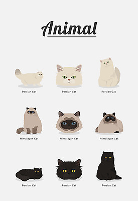 동물 여러마리 일러스트 포유류 종류 사람없음 고양이 반려 페르시안 국내일러스트 AI파일 다수 반려동물 파일형식 벡터