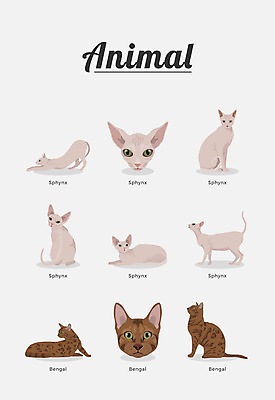 동물 여러마리 일러스트 포유류 종류 사람없음 고양이 반려 스핑크스고양이 뱅갈 국내일러스트 AI파일 다수 반려동물 파일형식 벡터