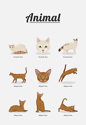 동물 여러마리 일러스트 포유류 종류 사람없음 고양이 반려 아비시니안 터키시반 국내일러스트 AI파일 다수 반려동물 파일형식 벡터