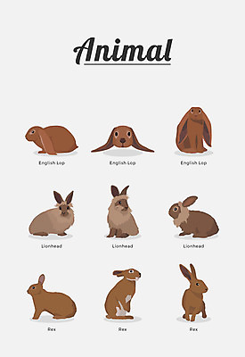 동물 여러마리 일러스트 포유류 종류 사람없음 토끼 라이언헤드 반려 국내일러스트 AI파일 다수 반려동물 파일형식 벡터