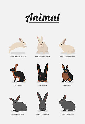 동물 여러마리 일러스트 포유류 종류 사람없음 뉴질랜드화이트 탄래빗 자이언트친칠라 국내일러스트 AI파일 다수 토끼 파일형식 벡터 친칠라