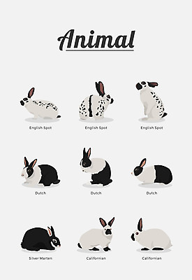 동물 여러마리 일러스트 포유류 종류 사람없음 토끼 반려 실버마틴 더치토끼 잉글리시스팟 국내일러스트 AI파일 다수 반려동물 파일형식 벡터