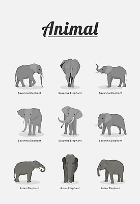 동물 여러마리 일러스트 포유류 코끼리 종류 사람없음 국내일러스트 AI파일 다수 파일형식 벡터
