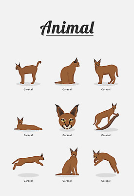 동물 여러마리 일러스트 포유류 종류 사람없음 살쾡이 국내일러스트 AI파일 다수 파일형식 벡터