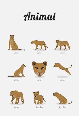 동물 여러마리 일러스트 포유류 종류 사람없음 사자 암사자 국내일러스트 AI파일 다수 암컷 파일형식 벡터