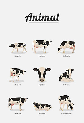 동물 여러마리 일러스트 포유류 종류 사람없음 젖소 국내일러스트 AI파일 다수 소 파일형식 벡터