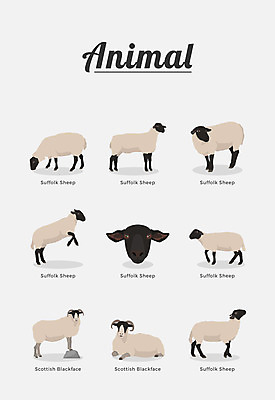 동물 여러마리 일러스트 포유류 종류 사람없음 양 국내일러스트 AI파일 다수 파일형식 벡터