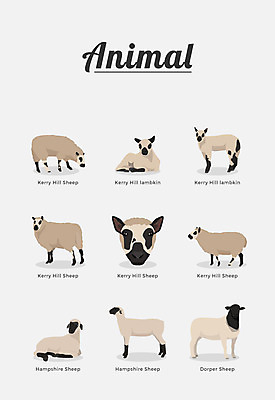 동물 여러마리 일러스트 포유류 종류 사람없음 양 국내일러스트 AI파일 다수 파일형식 벡터