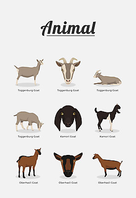 동물 여러마리 일러스트 포유류 염소 종류 사람없음 국내일러스트 AI파일 다수 파일형식 벡터