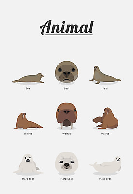 동물 여러마리 일러스트 포유류 종류 사람없음 바다표범 바다코끼리 하프물범 국내일러스트 AI파일 다수 바다동물 파일형식 벡터