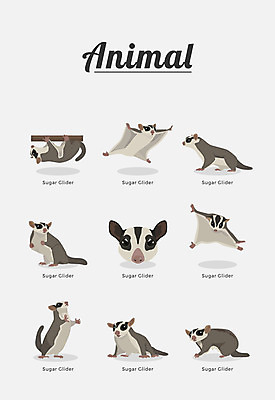 동물 여러마리 일러스트 포유류 종류 사람없음 날다람쥐 국내일러스트 AI파일 다수 다람쥐 파일형식 벡터