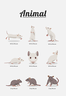 동물 여러마리 일러스트 포유류 종류 사람없음 쥐 흰쥐 국내일러스트 AI파일 다수 설치류 파일형식 벡터