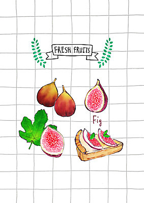 PSD 조각 잎 과일 일러스트 나뭇잎 사람없음 신선 무화과 무화과열매 국내일러스트 식물 열매 파일형식