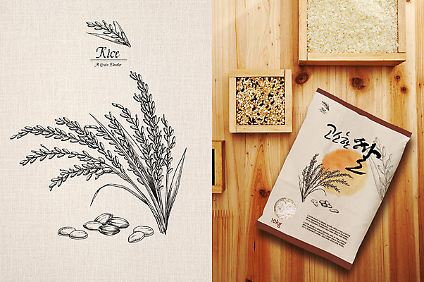 PSD 일러스트 곡류 사람없음 벼 쌀 스케치 이삭 잡곡 패키지 쌀포대 목업 국내일러스트 미술 파일형식