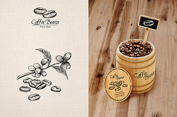 PSD 열매 줄기 잎 일러스트 사람없음 원두 스케치 패키지 드럼통 목업 국내일러스트 식물 커피 미술 파일형식
