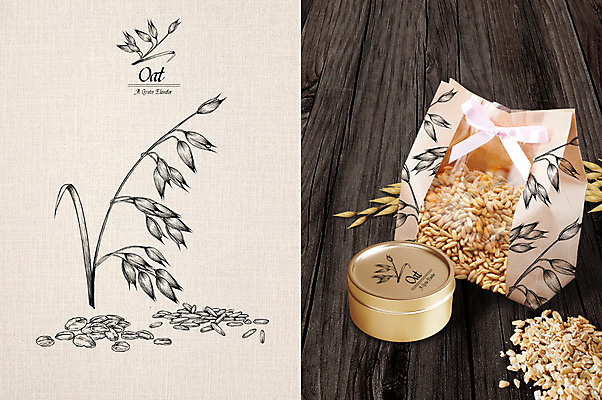 PSD 리본 줄기 잎 일러스트 씨앗 사람없음 캔 스케치 패키지 오트밀 한봉지 목업 국내일러스트 식물 1 미술 파일형식 귀리