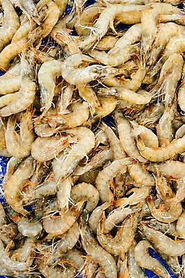 포토 JPG 여러마리 새우 사람없음 신선 해산물 수산시장 가판 국내포토 다수 갑각류 시장 파일형식