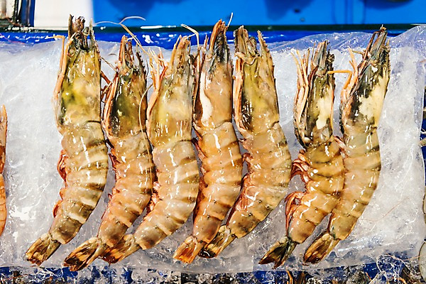 포토 JPG 여러마리 새우 사람없음 얼음 신선 대하 해산물 수산시장 가판 국내포토 자연요소 다수 갑각류 시장 파일형식