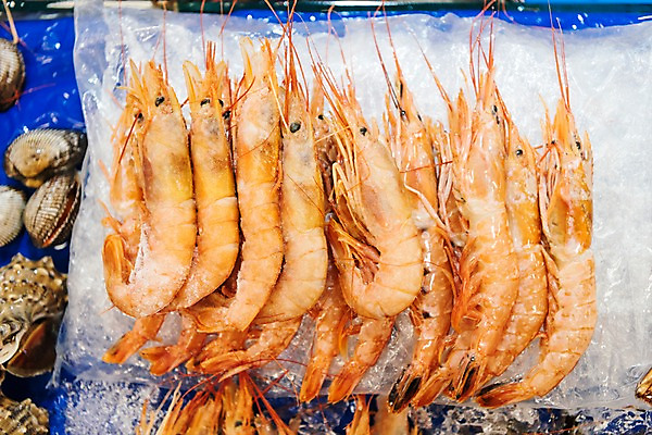 포토 JPG 여러마리 새우 사람없음 얼음 신선 해산물 수산시장 가판 국내포토 자연요소 다수 갑각류 시장 파일형식