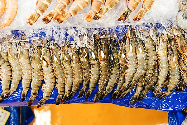 포토 JPG 여러마리 새우 사람없음 얼음 신선 대하 해산물 수산시장 가판 국내포토 자연요소 다수 갑각류 시장 파일형식