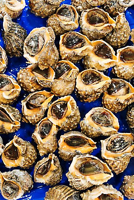 포토 JPG 여러마리 사람없음 신선 소라 해산물 수산시장 가판 국내포토 다수 어패류 시장 파일형식