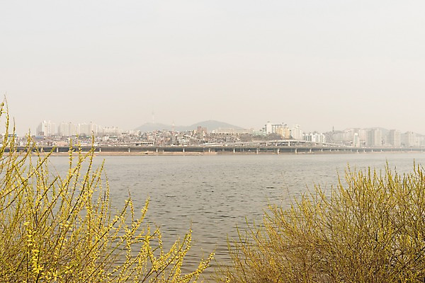 포토 JPG 주간 서울 공해 사람없음 야외 도시 오염 개나리 한강 먼지 대기오염 황사 미세먼지 국내포토 자연요소 꽃 한국 환경오염 랜드마크 파일형식