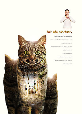 PSD 편집이미지 여자 야생동물 어린이 주택 세마리 한명 사람 상반신 고양이 한국인 골목길 손하트 반려 보호구역 소녀한명만 이미지편집 동물 1 길 포유류 3 동양인 손짓 건물 반려동물 구역 여자한명만 소녀만 파일형식