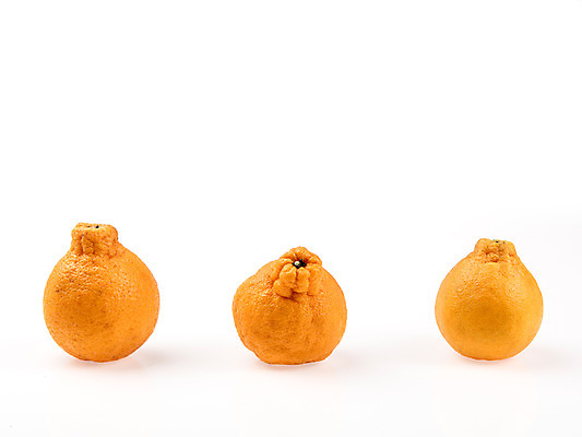 포토 JPG 스튜디오촬영 과일 실내 누끼 사람없음 신선 세개 흰배경 유기농 한라봉 국내포토 웰빙 백그라운드 3 내부 흰색 파일형식