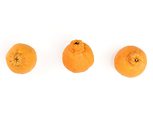 포토 JPG 스튜디오촬영 과일 실내 누끼 사람없음 신선 세개 흰배경 유기농 한라봉 국내포토 웰빙 백그라운드 3 내부 흰색 파일형식