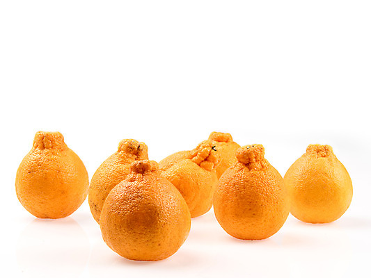 포토 JPG 스튜디오촬영 과일 실내 누끼 사람없음 여러개 신선 흰배경 유기농 한라봉 국내포토 웰빙 다수 백그라운드 내부 흰색 파일형식