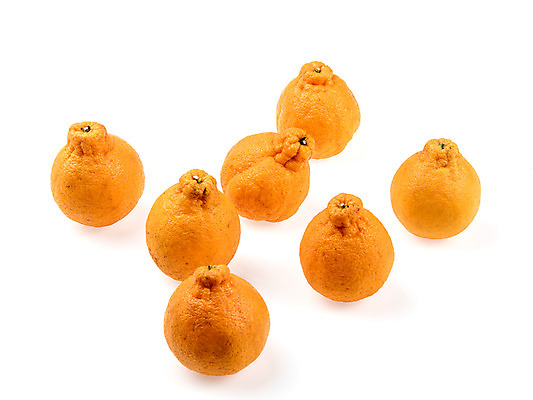 포토 JPG 스튜디오촬영 과일 실내 누끼 사람없음 여러개 신선 흰배경 유기농 한라봉 국내포토 웰빙 다수 백그라운드 내부 흰색 파일형식