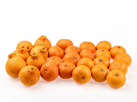 포토 JPG 스튜디오촬영 과일 실내 누끼 사람없음 여러개 신선 흰배경 유기농 한라봉 천혜향 레드향 국내포토 웰빙 다수 백그라운드 내부 흰색 파일형식