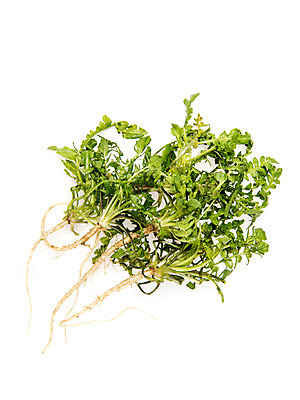 포토 JPG 스튜디오촬영 채소 실내 누끼 사람없음 신선 흰배경 유기농 냉이 봄나물 제철음식 국내포토 웰빙 음식 백그라운드 내부 흰색 나물 제철 파일형식