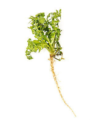 포토 JPG 스튜디오촬영 채소 실내 누끼 사람없음 신선 흰배경 유기농 냉이 봄나물 제철음식 국내포토 웰빙 음식 백그라운드 내부 흰색 나물 제철 파일형식