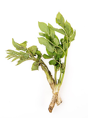 포토 JPG 스튜디오촬영 채소 실내 누끼 사람없음 신선 흰배경 유기농 두릅 땅두릅 산나물 국내포토 웰빙 백그라운드 내부 흰색 나물 파일형식