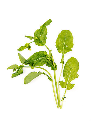 포토 JPG 스튜디오촬영 채소 실내 누끼 사람없음 신선 흰배경 유기농 유채나물 국내포토 웰빙 백그라운드 내부 흰색 파일형식