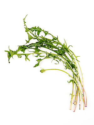 포토 JPG 스튜디오촬영 채소 실내 누끼 사람없음 신선 흰배경 유기농 민들레나물 국내포토 웰빙 백그라운드 내부 흰색 파일형식