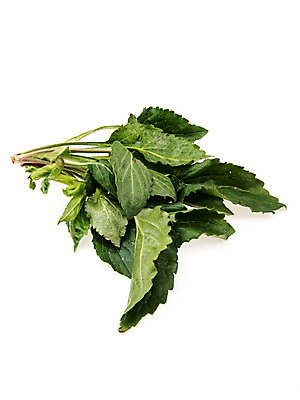 포토 JPG 스튜디오촬영 채소 실내 누끼 사람없음 신선 흰배경 유기농 부지갱이 국내포토 웰빙 백그라운드 내부 흰색 파일형식