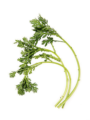 포토 JPG 스튜디오촬영 채소 실내 누끼 사람없음 신선 흰배경 유기농 쑥갓 국내포토 웰빙 백그라운드 내부 흰색 파일형식