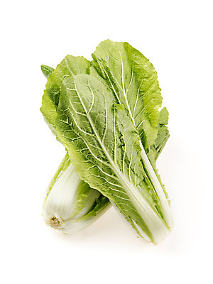 포토 JPG 스튜디오촬영 채소 실내 누끼 사람없음 신선 흰배경 유기농 얼갈이배추 국내포토 웰빙 백그라운드 내부 흰색 배추 파일형식