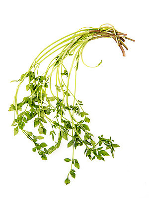 포토 JPG 스튜디오촬영 채소 실내 누끼 사람없음 신선 흰배경 유기농 미나리 국내포토 웰빙 백그라운드 내부 흰색 파일형식