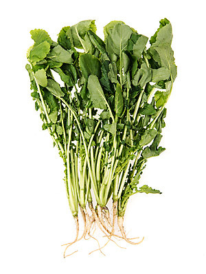 포토 JPG 스튜디오촬영 채소 실내 누끼 사람없음 신선 흰배경 유기농 열무 국내포토 웰빙 백그라운드 내부 흰색 무 파일형식